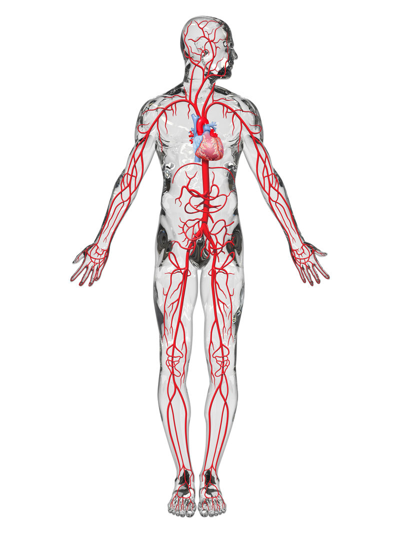 血管のイメージ図