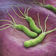 ピロリ菌とは―なぜ危険？感染経路は？
