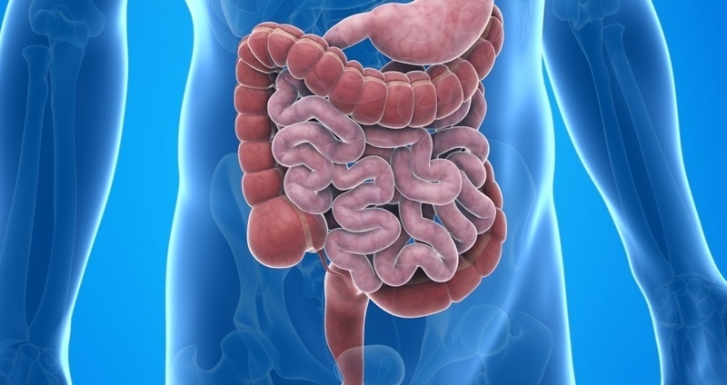 小腸とはどのような臓器なのか