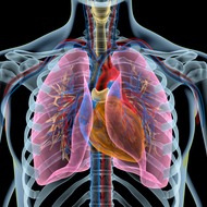 アレルギー性気管支肺アスペルギルス症とは－喘息の症状と肺の陰影