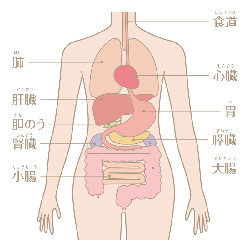 胆嚢