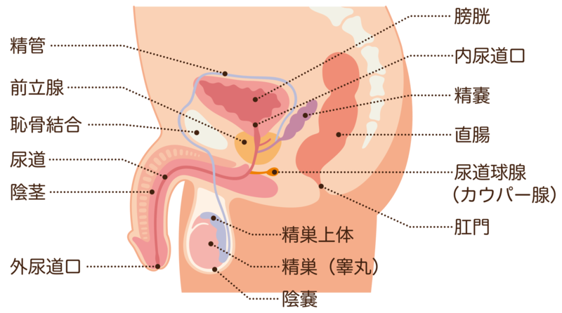 前立腺・男性器器の構造