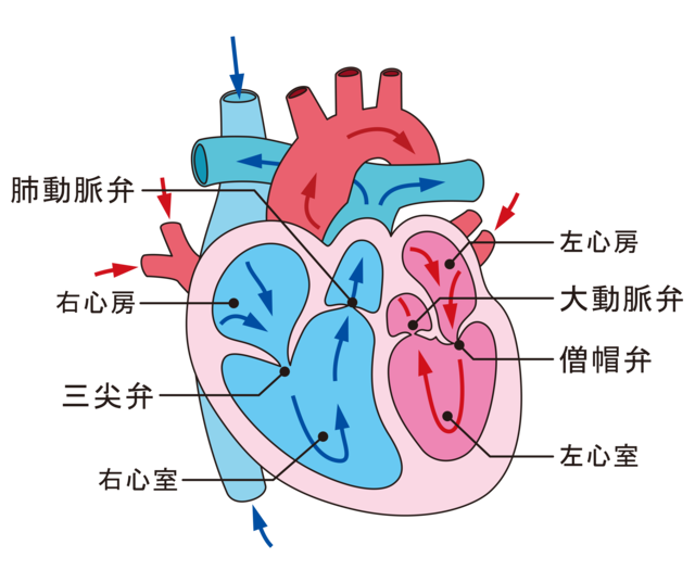 心臓の内部
