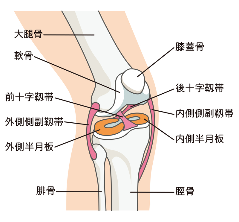膝の構造