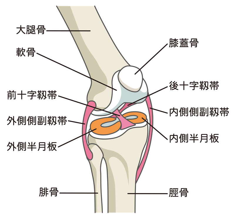 膝前十字靭帯の役割 損傷はなぜ起こるの メディカルノート