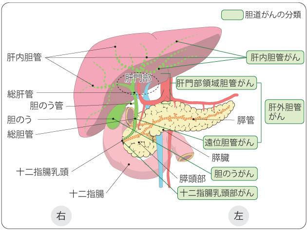 いつになったらまた食べたり飲んだりできますか?