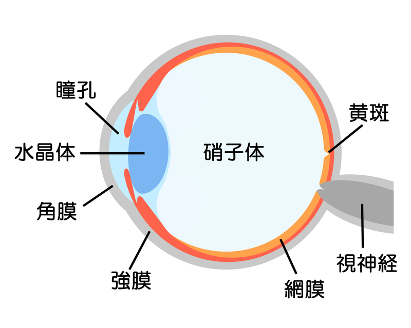 目の断面図（PIXTA）