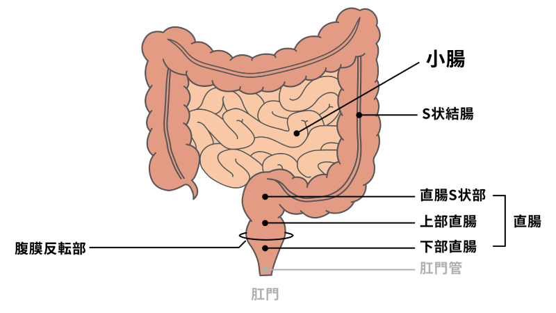 イラスト：PIXTA／加工：メディカルノート
