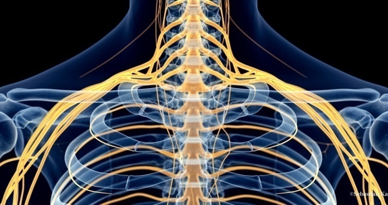 靭帯や腱などの結合組織（Fascia）への治療も効果的。筋膜リリースからFasciaリリースに注目が高まる